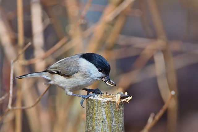 Free download bird marsh tit ornithology tit free picture to be edited with GIMP free online image editor