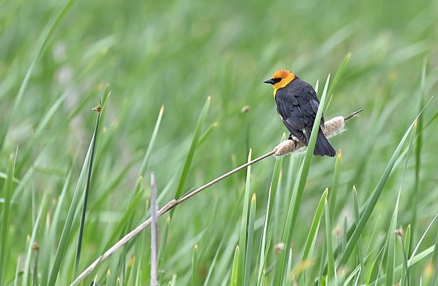 Free download bird marsh wildlife avian free picture to be edited with GIMP free online image editor