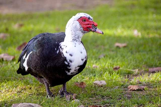 Free download Bird Muscovy Duck Cairina Moschata -  free photo or picture to be edited with GIMP online image editor