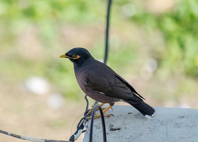 Free download bird myna fauna ornithology free picture to be edited with GIMP free online image editor