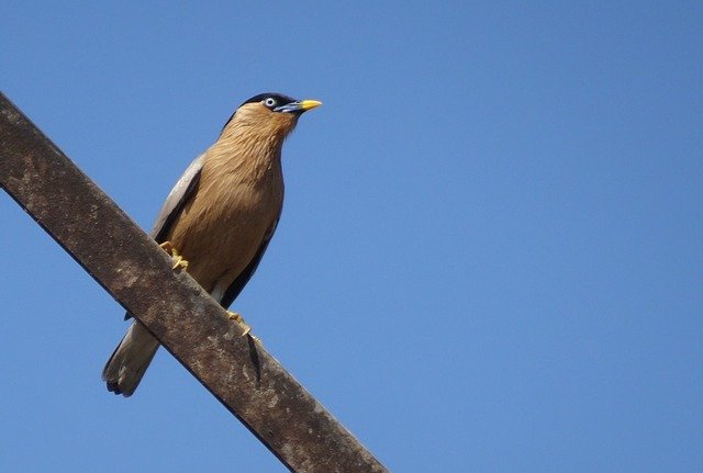 Free download Bird Myna Mynah Brahminy -  free photo or picture to be edited with GIMP online image editor