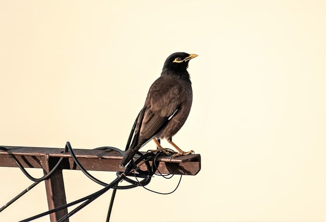 Free download bird myna ornithology species free picture to be edited with GIMP free online image editor