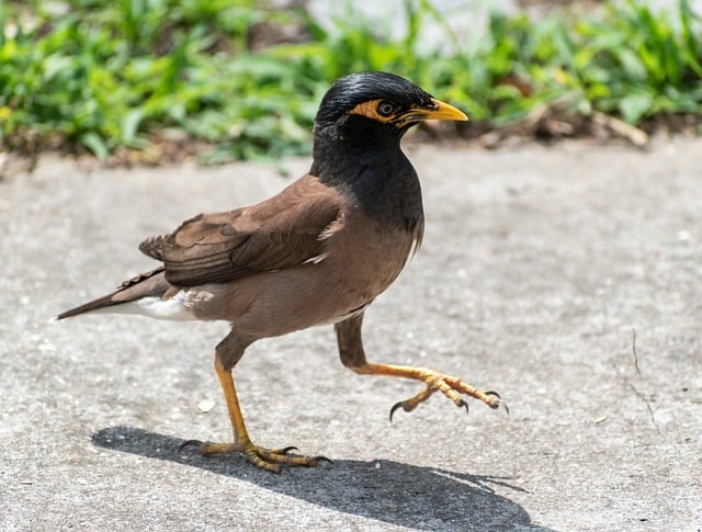 Free download bird myna starling animal avian free picture to be edited with GIMP free online image editor