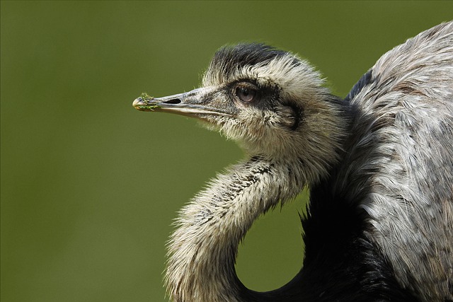 Free download bird nandu head feathers plumage free picture to be edited with GIMP free online image editor