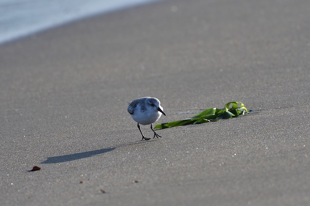 Free download bird natural outdoors sandy coast free picture to be edited with GIMP free online image editor