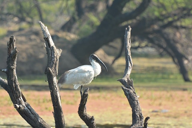 Free download bird nature animal jungle forest free picture to be edited with GIMP free online image editor