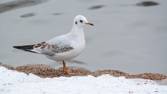 Free download bird nature animal lake snow free picture to be edited with GIMP free online image editor