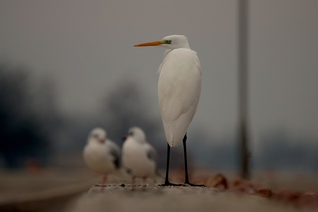 Free download bird nature egret animal wildlife free picture to be edited with GIMP free online image editor