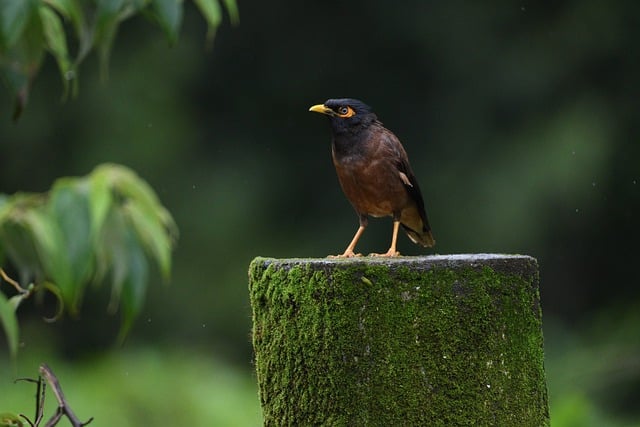 Free download bird nature myna jungle wildlife free picture to be edited with GIMP free online image editor