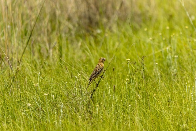 Free download bird nature resting grass field free picture to be edited with GIMP free online image editor