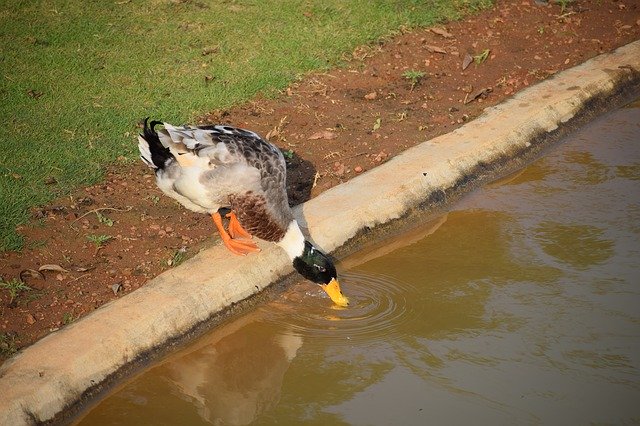 Free download Bird Nature Water -  free photo or picture to be edited with GIMP online image editor