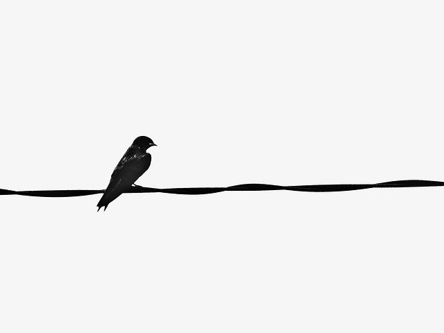 Free download Bird Nature Wildlife Black And -  free illustration to be edited with GIMP free online image editor