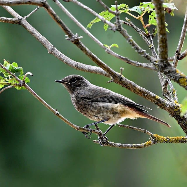 Free download bird nature wings feathers fauna free picture to be edited with GIMP free online image editor