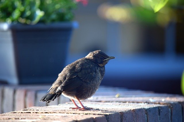 Free download Bird Nature Young Animal -  free photo or picture to be edited with GIMP online image editor