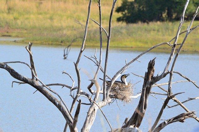 Free download Bird Nest Tree -  free photo or picture to be edited with GIMP online image editor