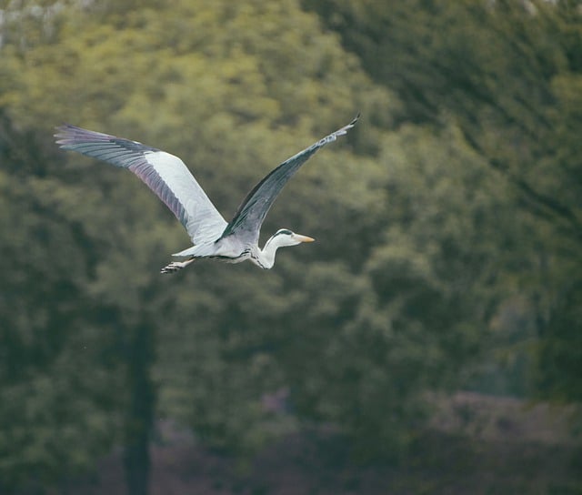 Free download bird night heron flying animal free picture to be edited with GIMP free online image editor