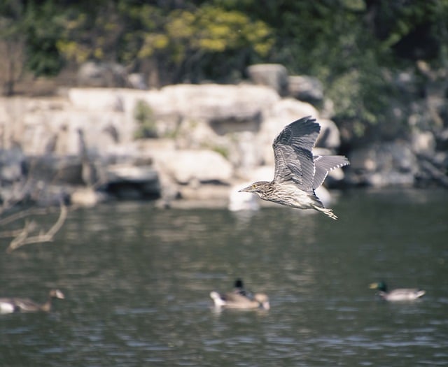 Free download bird night heron wings flying free picture to be edited with GIMP free online image editor