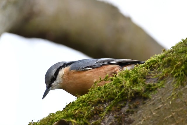 Free download bird nuthatch bird watching tree free picture to be edited with GIMP free online image editor