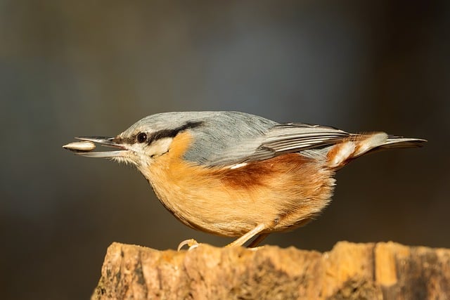 Free download bird nuthatch sitelle torchepot free picture to be edited with GIMP free online image editor