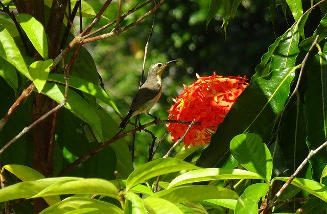 Free download Bird Olive-Backed Sunbird Cinnyris -  free photo or picture to be edited with GIMP online image editor