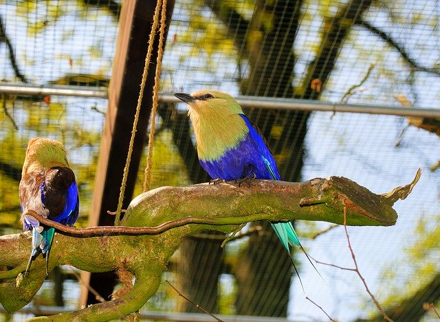 Free download Bird Opalracke Blaubachracke -  free photo or picture to be edited with GIMP online image editor