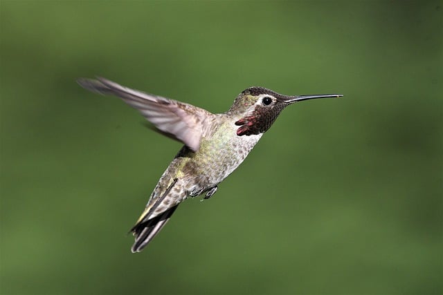 Free download bird ornithology anna humming bird free picture to be edited with GIMP free online image editor