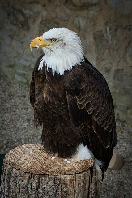 Free download bird ornithology bald eagle eagle free picture to be edited with GIMP free online image editor