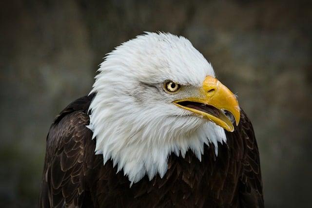 Free download bird ornithology bald eagle raptor free picture to be edited with GIMP free online image editor