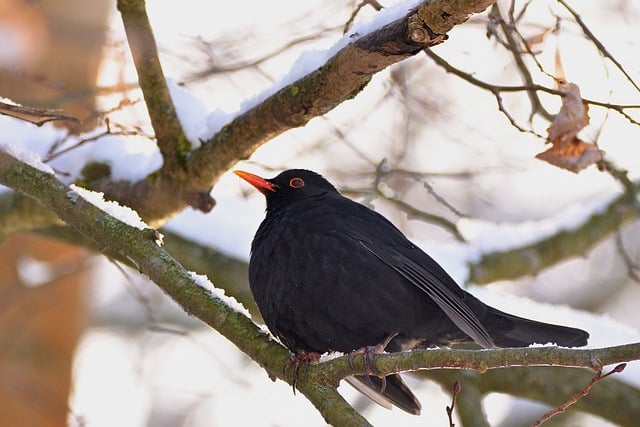 Free download bird ornithology blackbird songbird free picture to be edited with GIMP free online image editor