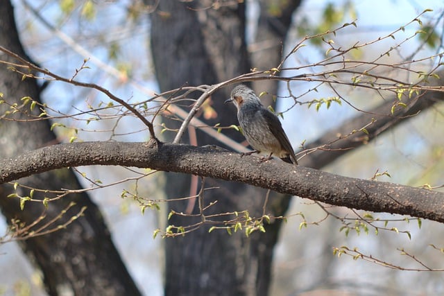 Free download bird ornithology brown eared bulbul free picture to be edited with GIMP free online image editor