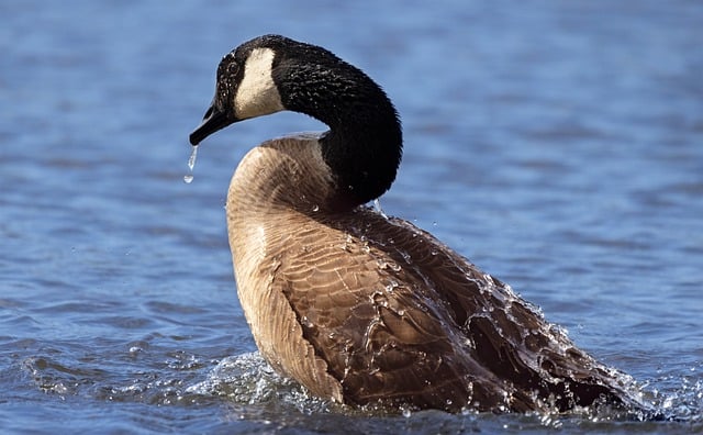 Free download bird ornithology canadian goose free picture to be edited with GIMP free online image editor