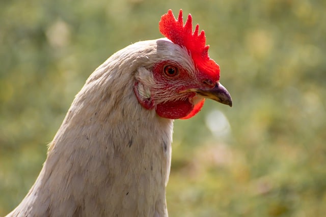 Free download bird ornithology chicken hen head free picture to be edited with GIMP free online image editor