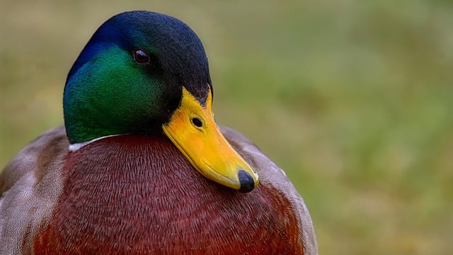 Free download bird ornithology duck mallard free picture to be edited with GIMP free online image editor