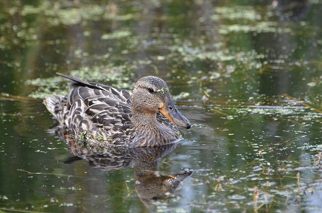 Free download bird ornithology duck mallard pond free picture to be edited with GIMP free online image editor