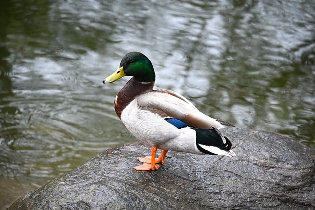 Free download bird ornithology duck pond rain free picture to be edited with GIMP free online image editor