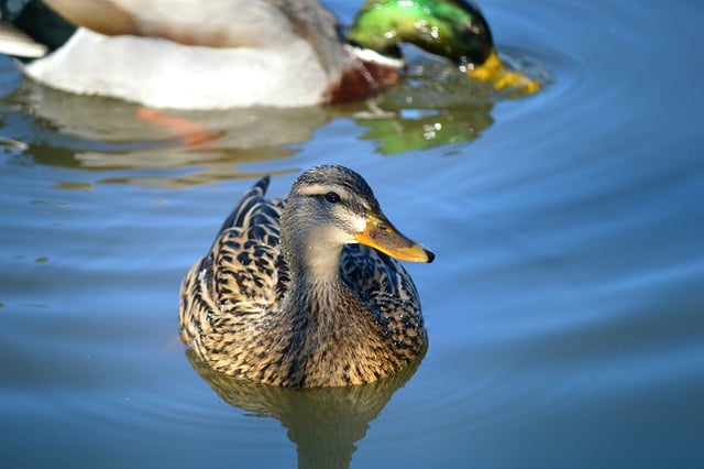 Free download bird ornithology duck species free picture to be edited with GIMP free online image editor