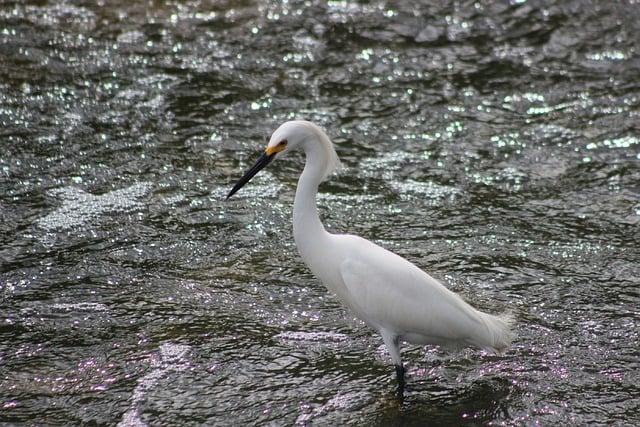 Free download bird ornithology egret river free picture to be edited with GIMP free online image editor