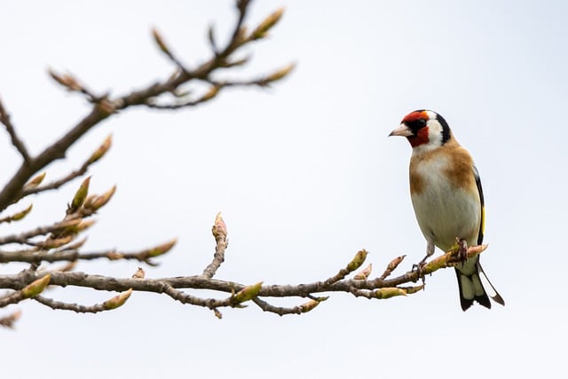 Free download bird ornithology goldfinch free picture to be edited with GIMP free online image editor