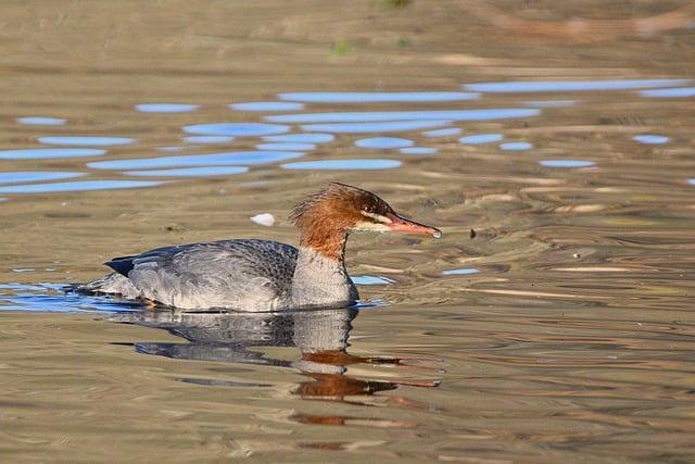 Free download bird ornithology goosander free picture to be edited with GIMP free online image editor