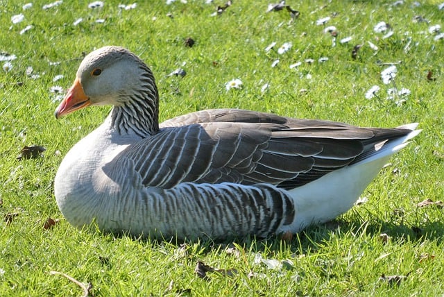 Free download bird ornithology goose species free picture to be edited with GIMP free online image editor