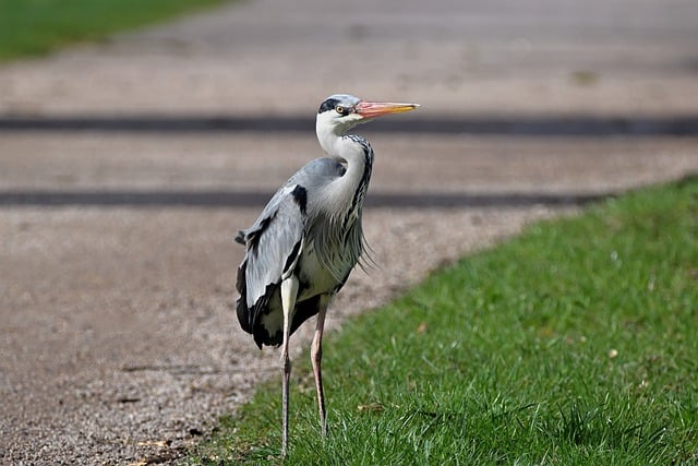 Free download bird ornithology grey heron heron free picture to be edited with GIMP free online image editor