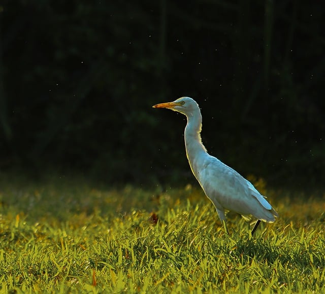 Free download bird ornithology heron species free picture to be edited with GIMP free online image editor