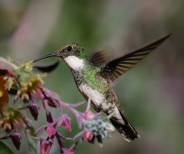 Free download bird ornithology hummingbird free picture to be edited with GIMP free online image editor