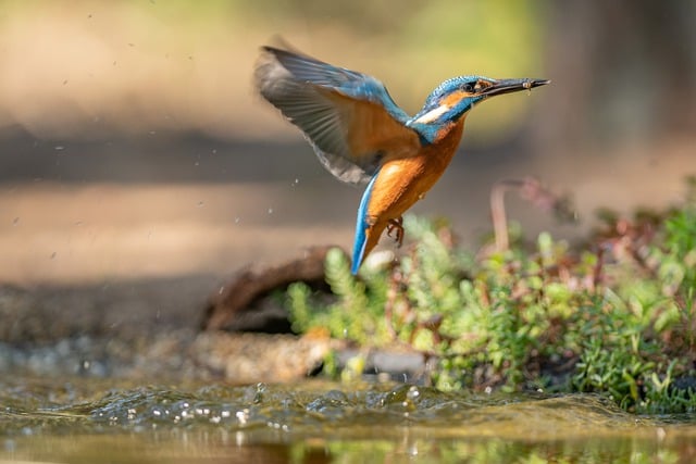 Free download bird ornithology kingfisher species free picture to be edited with GIMP free online image editor