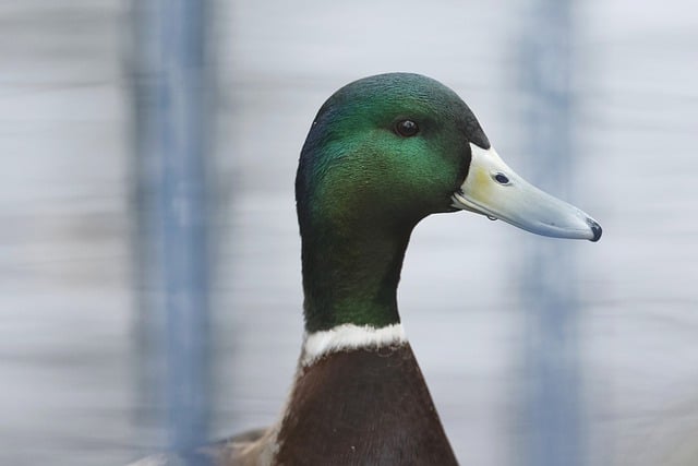 Free download bird ornithology mallard duck free picture to be edited with GIMP free online image editor