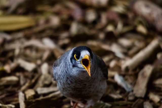 Free download bird ornithology noisy miner free picture to be edited with GIMP free online image editor