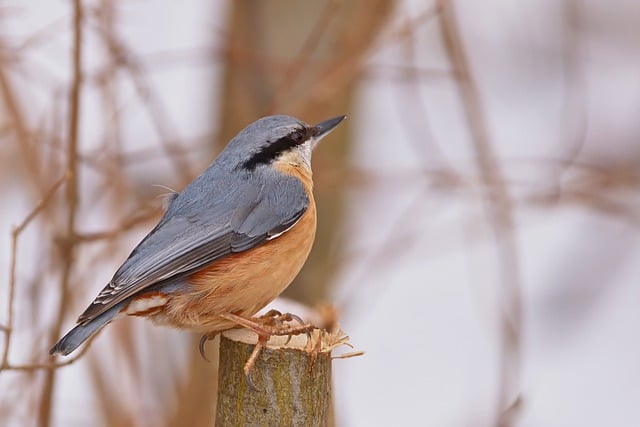 Free download bird ornithology nuthatch wildlife free picture to be edited with GIMP free online image editor