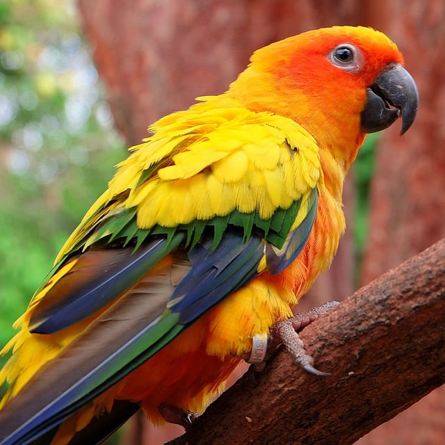 Free download bird ornithology parrot species free picture to be edited with GIMP free online image editor