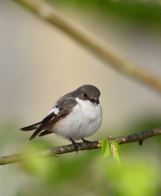 Free download bird ornithology pied flycatcher free picture to be edited with GIMP free online image editor