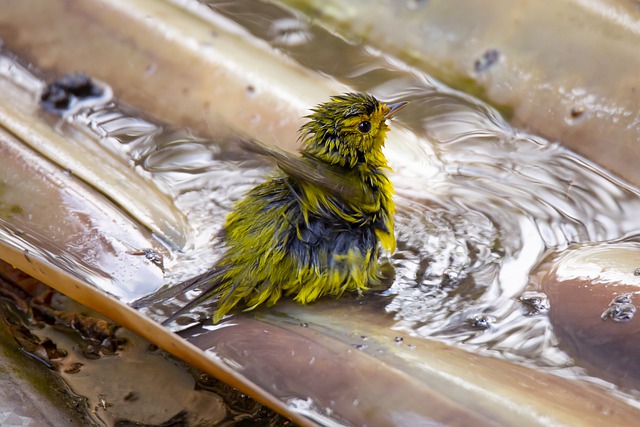 Free download bird ornithology plumage warbler free picture to be edited with GIMP free online image editor